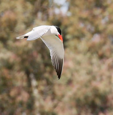 Caspian Tern