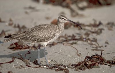 Whimbrel