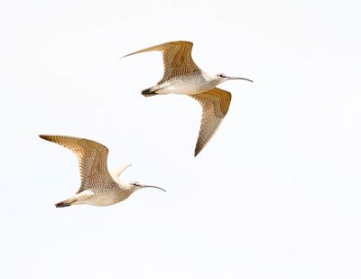 Whimbrel