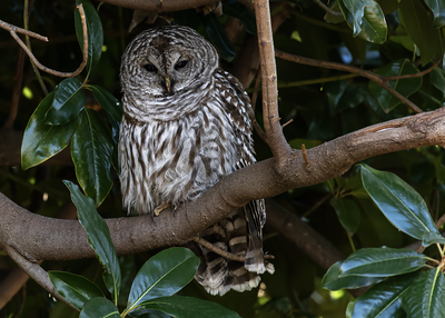 barred_owl