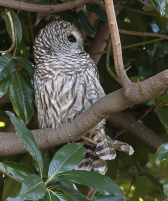 barred_owl