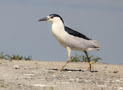 Black-crowned Night-Heron