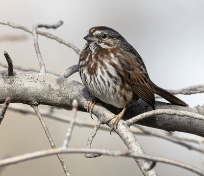 song_sparrow