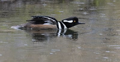hooded_merganser
