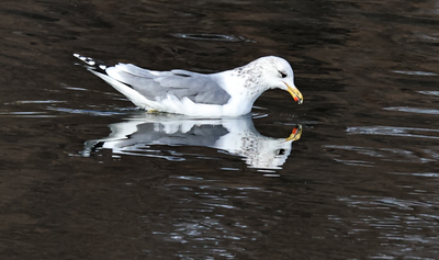 California Gull 