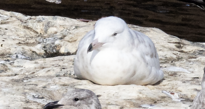 Glaucous Gull