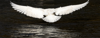 Glaucous Gull 