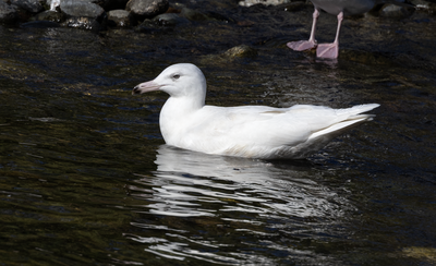 Glaucous Gull 