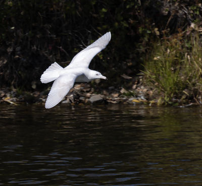 Glaucous Gull 