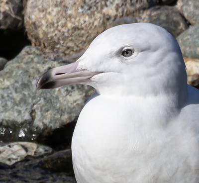 Glaucous Gull 