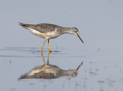 lesser_yellowlegs