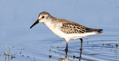 Western Sandpiper 