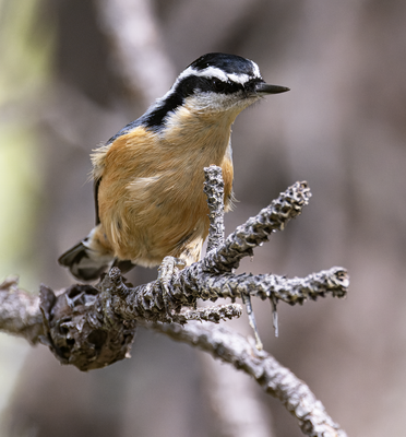 Red-breasted Nuthatch 