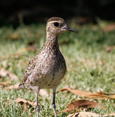 pacific_golden_plover