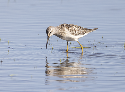 Stilt Sandpiper