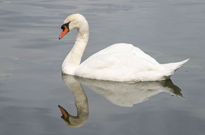 mute_swan