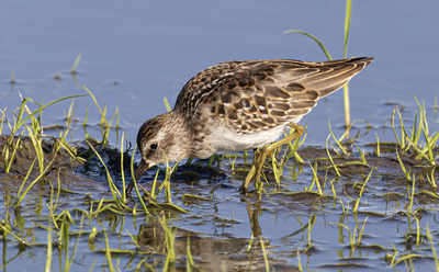 Least Sandpiper 
