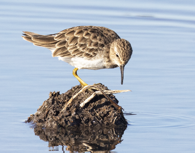 Least Sandpiper