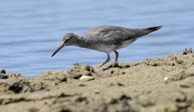 wandering_tattler