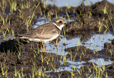 Semipalmated Plover