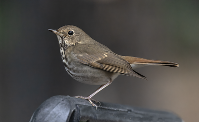 Hermit Thrush 