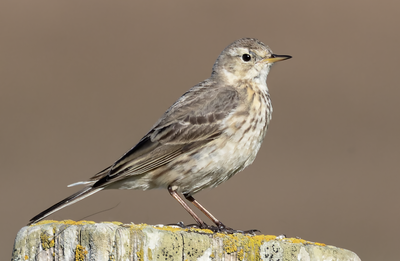 american_pipit