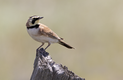 horned_lark