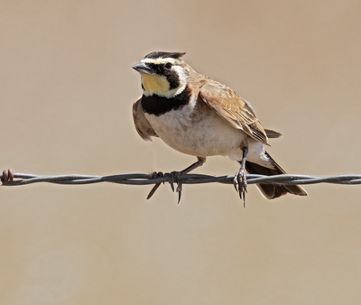 horned_lark