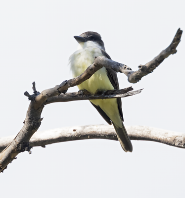 Thick-billed Kingbird 