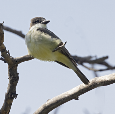 thickbilled_kingbird