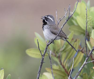 Black-throated Sparrow 