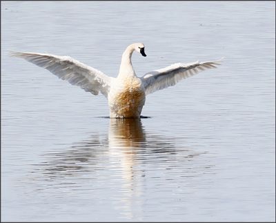 Tundra Swan 