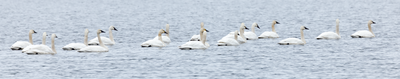 Tundra Swans