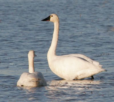 Tundra Swan