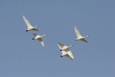 Tundra Swans