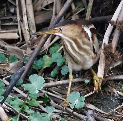 Least Bittern 