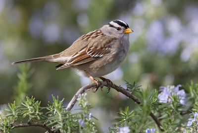 White-crowned Sparrow (Gambelii) 