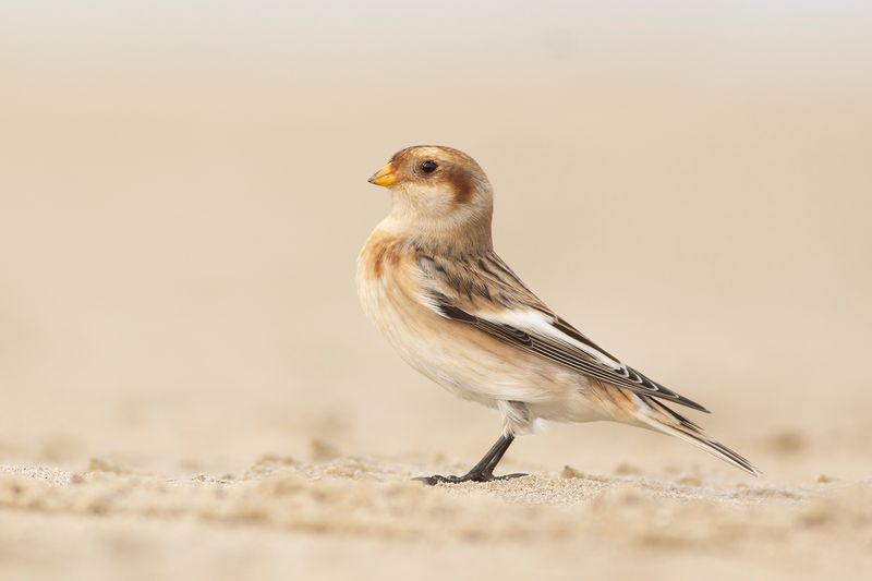 Sneeuwgors / Snow Bunting