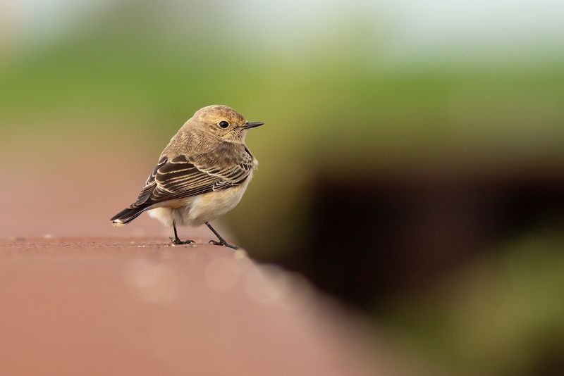 Bonte Tapuit / Pied Wheatear