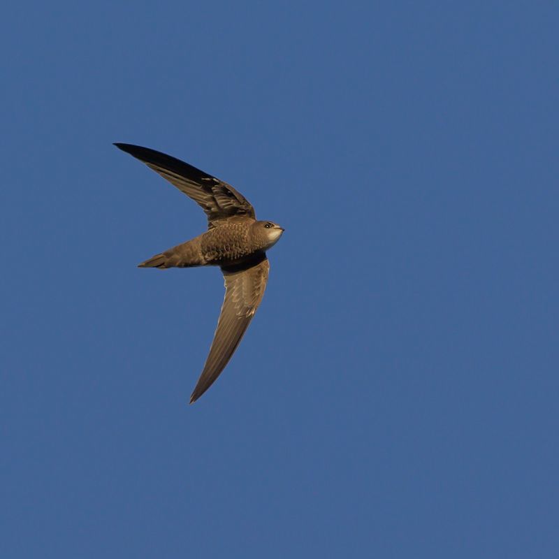 Vale Gierzwaluw / Pallid Swift