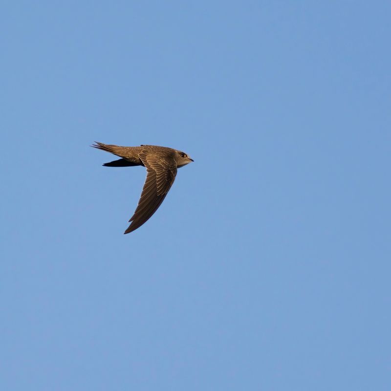 Vale Gierzwaluw / Pallid Swift