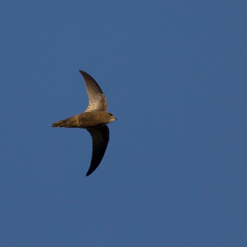 Vale Gierzwaluw / Pallid Swift