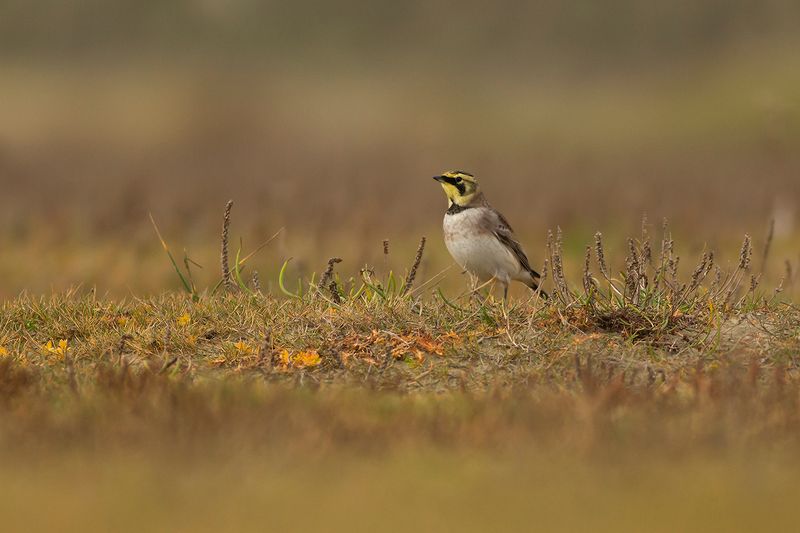 Strandleeuwerik / Horned Lark