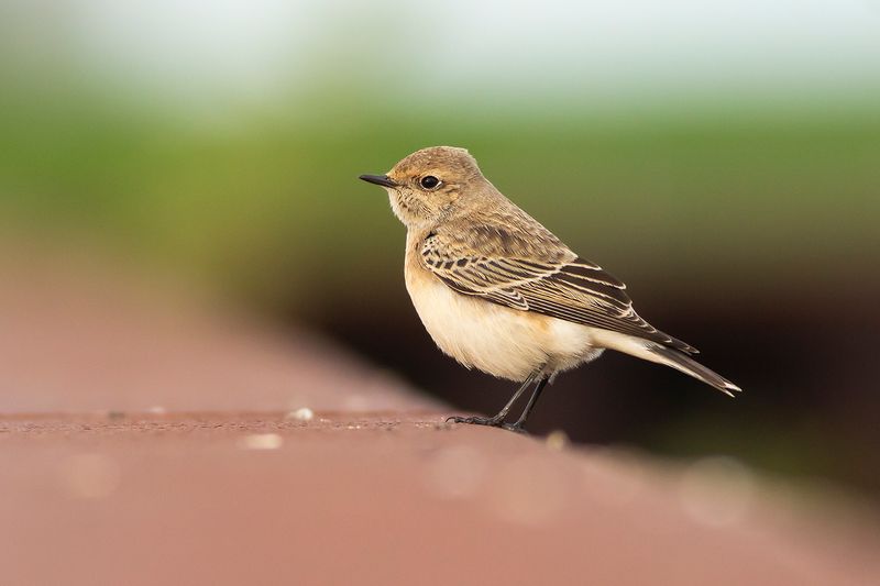 Bonte Tapuit / Pied Wheatear
