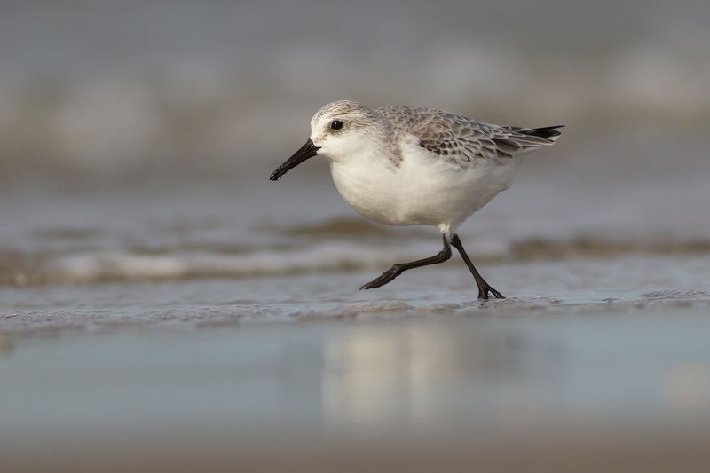 Drieteenstrandloper / Sanderling