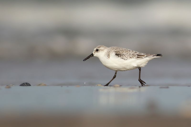 Drieteenstrandloper / Sanderling