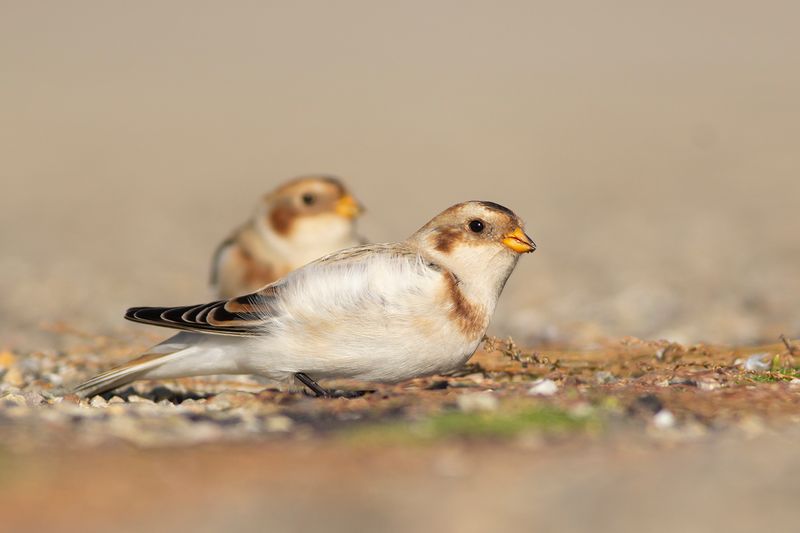 Sneeuwgorzen / Snow Buntings