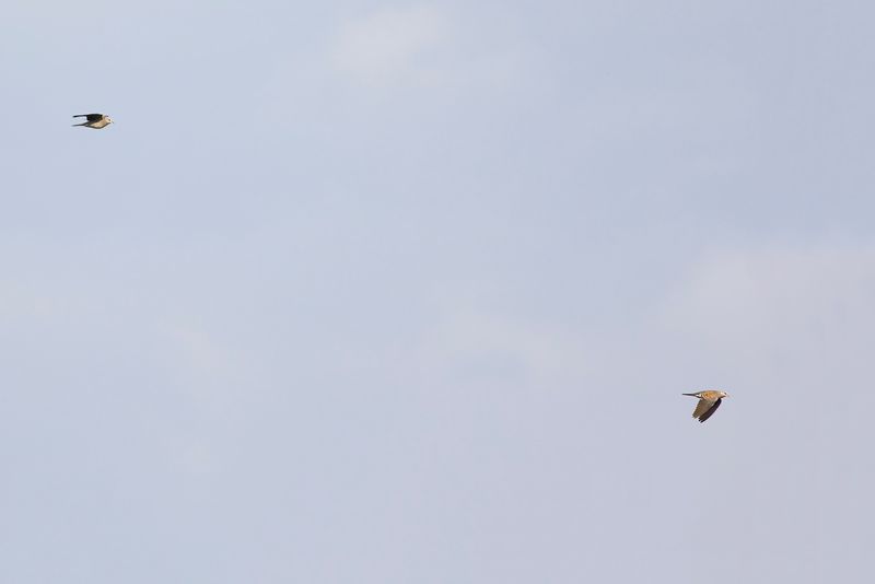Zomertortels / European Turtle Doves