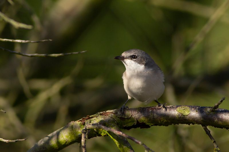 Braamsluiper / Lesser Whitethroat