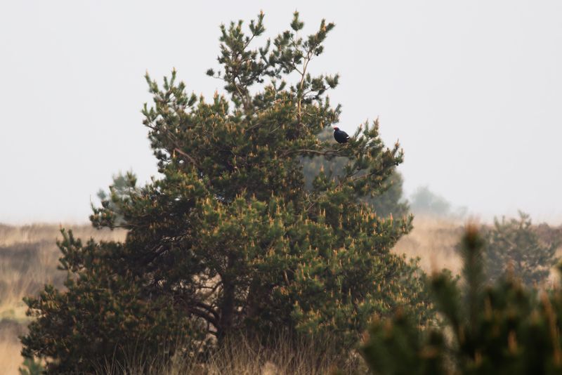 Korhoen / Black Grouse